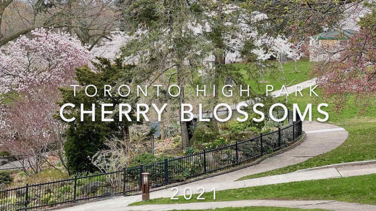 Cherry Blossoms In High Park Toronto Ontario Canada.jpg